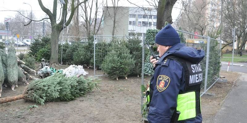 Choinki- tylko z legalnej wycinki