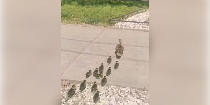 Kacza rodzina poszła śladem nurogęsi