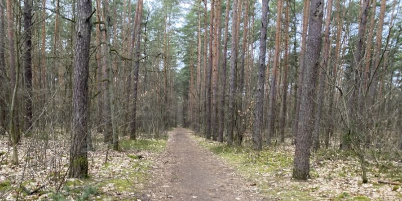 Kampinoski Park Narodowy wprowadza zakaz używania ognia. Powodem wysokie zagrożenie pożarowe