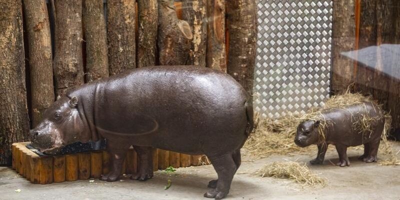 Gdański Ogród Zoologiczny. Nowy wybieg i pawilon dla rodziny hipopotamów karłowatych