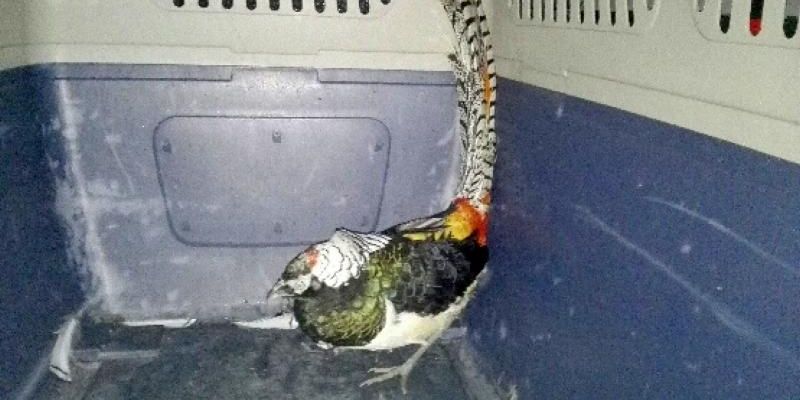 Przez okno do szkoły. Nietypowy gość w podstawówce.