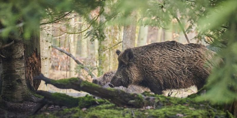 Straż miejska: Nie dokarmiaj dzikich zwierząt