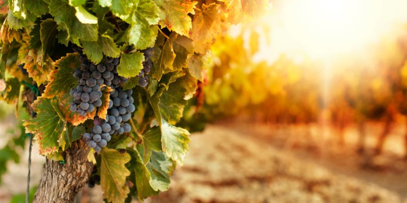 Najczęstsze błędy przy wyborze wina – jak ich unikać?