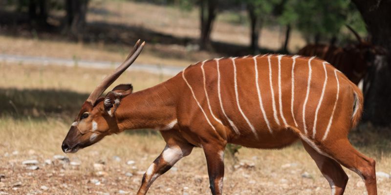 Matayo - nowy samiec bongo wschodniego dołączył do warszawskiego ZOO