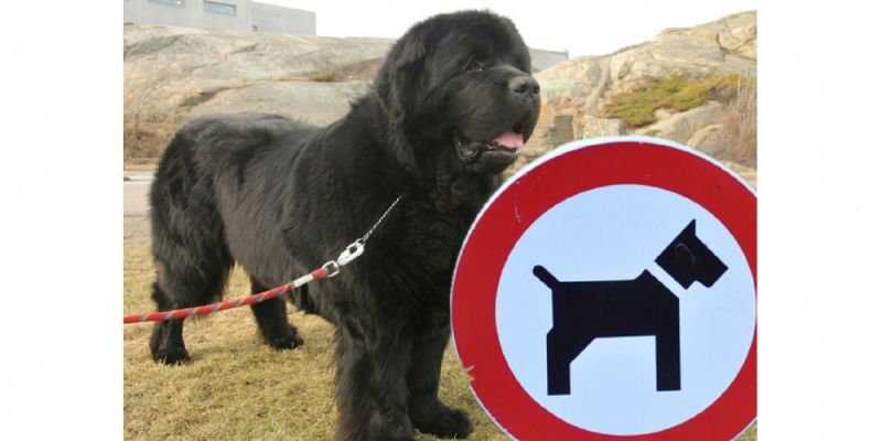 Zakaz dla psów w Lesie Kabackim