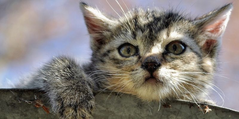 Warszawa dokarmi koty wolno żyjące