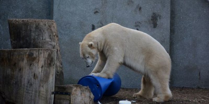 Zbiórka prezentów dla Warszawskiego ZOO