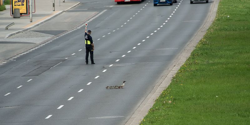 Nurogęsi powróciły na warszawskie ulice