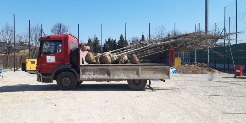 60 nowych drzew na terenie Centrum Lokalnego „Niedźwiadek”