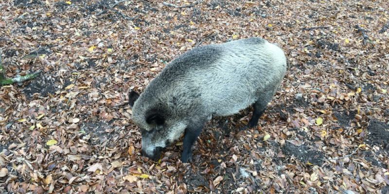 Kontrowersje wokół uśmiercania dzików w Warszawie. Zapowiedziano protest