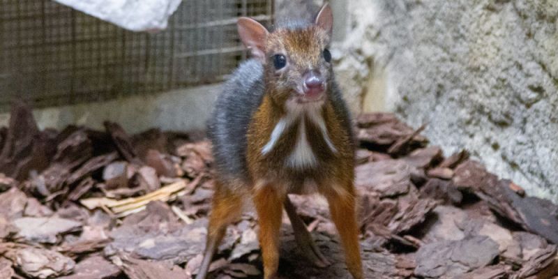 W warszawskim ZOO przyszedł na świat maleńki myszojeleń