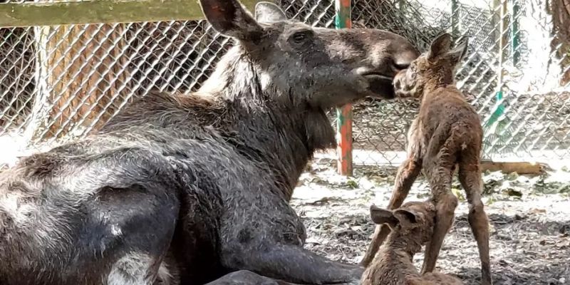 Nowi pensjonariusze gdańskiego zoo