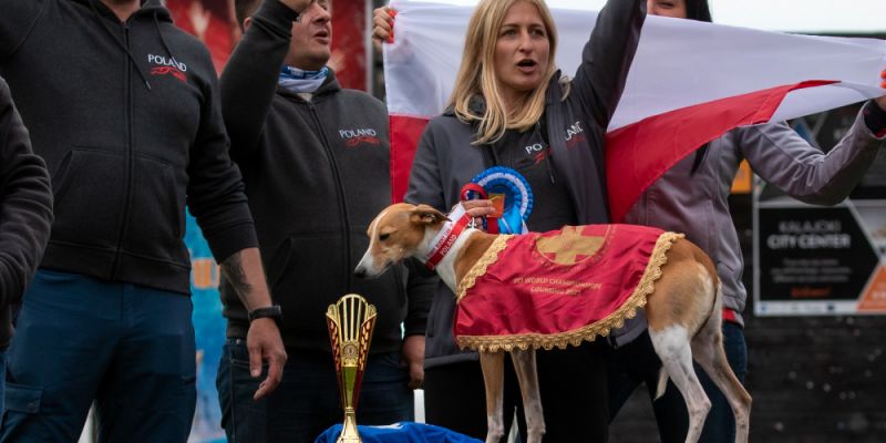 Dwa gdyńskie charty z medalami w Finlandii