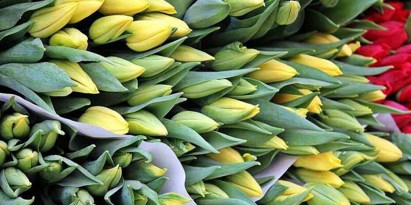 W sobotę miasto rozda bezpłatnie 3000 torebek z cebulkami kwiatowymi