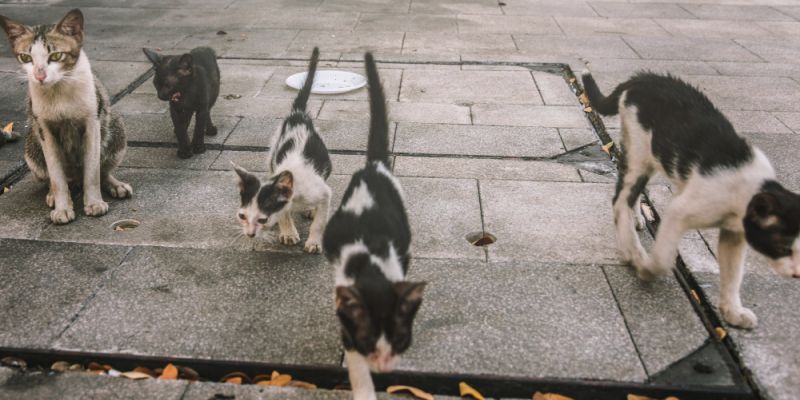 Warszawa zapewni wyżywienie dla kotów wolno żyjących. Podpisano umowę na kolejne lata