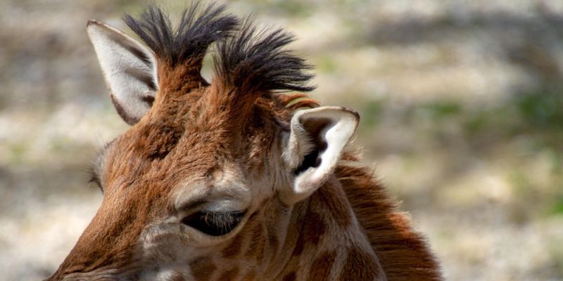Pierwsze urodziny Pietruszki w Miejskim Ogrodzie Zoologicznym