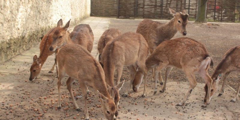 Zbiórka orzechów i żołędzi dla Warszawskiego ZOO