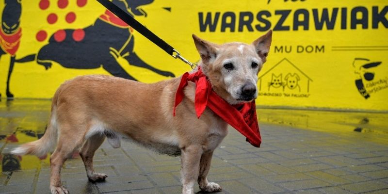 Dobry rok na warszawskim Paluchu