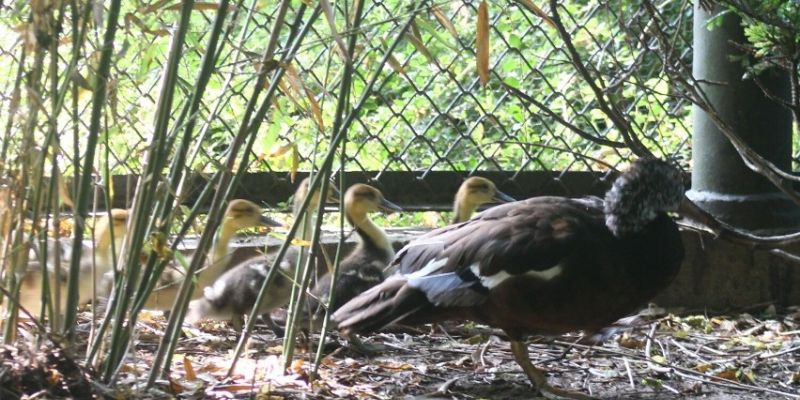 Warszawskie ZOO ma nowych mieszkańców. To jeden z najrzadszych gatunków ptaków na świecie