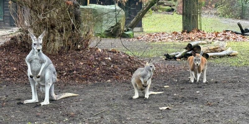 Finał plebiscytu na zwierzaka grudnia w Warszawskim ZOO - lwy kontra młode kangury