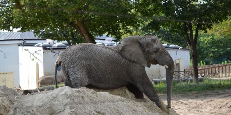 Mikołajki w ZOO już w niedzielę