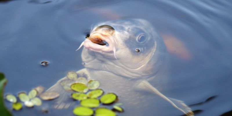 212 kg karpia za przeciętną pensję