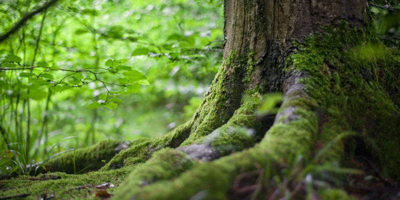 Zielone przygotowania idą pełną parą