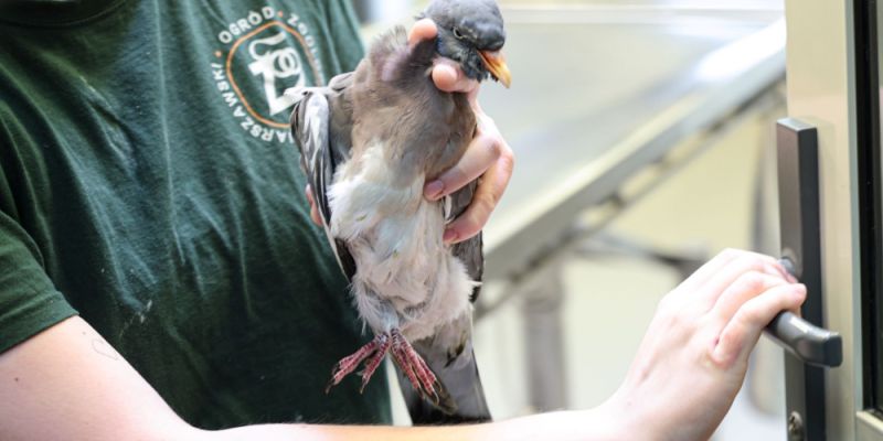 Warszawskie ZOO apeluje „ZOOstaw, NIE porywaj!"