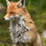 Szczepienie lisów przeciwko wściekliźnie, uważajcie na swoje domowe zwierzaki.
