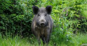 Dziki coraz częściej widać na ulicach stolicy. Zgłoszeń od mieszkańców lawinowo przybywa