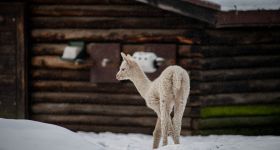 Nowy mieszkaniec Warszawskiego ZOO. Trwa plebiscyt na imię dla młodej alpaki