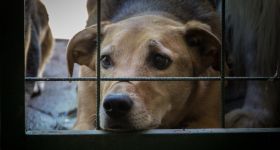 Właściciel schroniska Happy Dog z wyrokiem