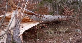 Silne wichury nad Warszawą. Połamane drzewa i ponad 200 interwencji służb