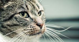 Dziś Dzień Kota: od „Kota w Butach” po koty w kulturze i polityce