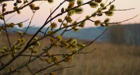 Co o Wielkanocy mówią polskie przysłowia?