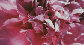 Święto poezji w Łazienkach Królewskich. 8. edycja plenerowego minifestiwalu PIW/onalia