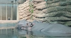 Bilety do zoo w Warszawie droższe od kwietnia