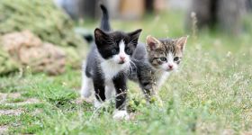 Rozpoczęła się zbiórka karmy dla bezdomnych i wolno żyjących kotów na Bemowie