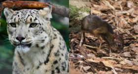 Wielki finał w warszawskim ZOO: Irbisica i myszojeleń walczą o tytuł Zwierzaka Miesiąca