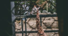 Odeszła Jessie- słynna samica manula z warszawskiego ZOO