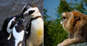 Finałowa walka o tytuł Zwierzaka Miesiąca w Warszawskim ZOO