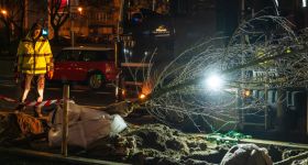 Pierwsze drzewa już rosną wzdłuż torowiska na Marszałkowskiej - zielone centrum Warszawy nabiera nowych kształtów