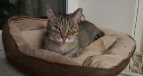 Fundacja Canis zbiera na nowy domek dla wolno żyjących kotów. Pomóc można podczas kiermaszu w Miau Cafe