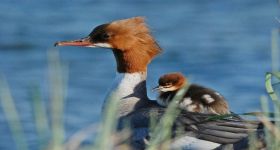 Bezpieczna droga nurogęsi do Wisły: Rusza coroczna akcja wsparcia ptasich rodzin