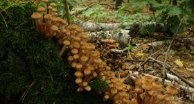 Grzyby na tropie zbrodni. Niezwykły wykład w warszawskim lesie