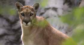 Puma w okolicach Warszawy