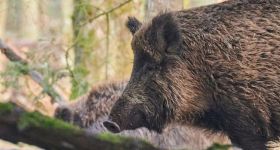 Warszawa powołała zespół ds. dzikich zwierząt. Chodzi m.in. o dziki w mieście