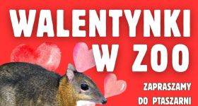 „Zabierz do ZOO drugą połówkę za złotówkę” - walentynki w warszawskim ZOO