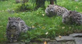Trzy młode irbisy śnieżne z warszawskiego zoo po raz pierwszy wyszły na wybieg zewnętrzny