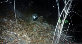 Borsuk z Łazienek Królewskich zyskał szlacheckie imię